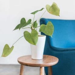 Coupon ❤️ Gingko Furniture Oscar Side Table, Natural Walnut 🤩 -Living Room Furniture Shop 5bd14c0e0b23c9e5 0499 w800 h800 b0 p0